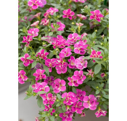 Calibrachoa Calita® ´Double Pink Splash´ / Mnohokvetá petúnia, bal. 6 ks, 6x K7