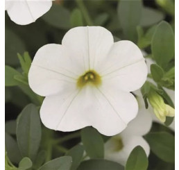 Calibrachoa Calita® Compact White  / Minipetúnia, K7