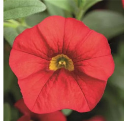Calibrachoa Calita® ´Red´ / Mnohokvetá petúnia, bal. 6 ks sadbovačov
