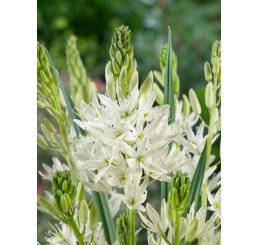 Camassia leichtlinii ´Alba´ / Kamasia biela, bal. 2 ks, 14/+