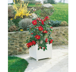 Camellia japonica ´Red´ / Kamélia červená, K9