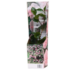 Camellia japonica ´Pink´ / Kamélia ružová, K9