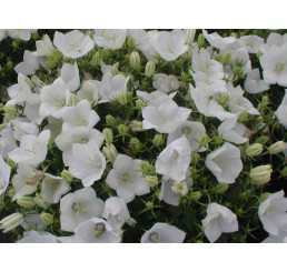 Campanula carpatica ´Clips White´ / Zvonček karpatský biely, K9