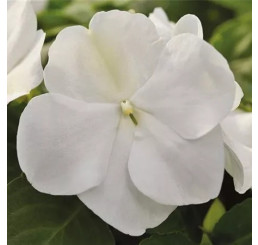 Impatiens Campos® F1 White  / Netýkavka biela, bal. 6 ks, 6x K7