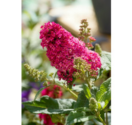Buddleia davidii ´CANDY - Little Ruby´ / Budleja červená, C2