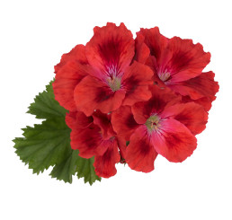 Pelargonium hybr. ´Candy Flowers Scarlet Eye´ / Muškát hybridný, bal. 6 ks, 6x K7