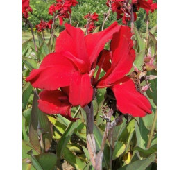 Canna indica ´Red Dazzler´ / Kana červená, I.