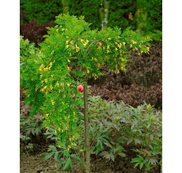 Caragana arborescens ´Pendula´ / Karagana stromovitá ´Pendula´, kmienok 120 cm,  C10