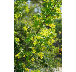 Caragana arborescens / Karagana stromovitá, 80-100 cm, C10
