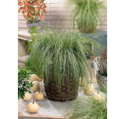 Carex comans ´Amazon Mist´ / Ostrica, K9