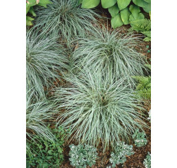 Carex conica ´Snowline´/ Ostrica, C1