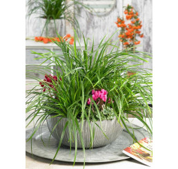 Carex morrowi ´Irish Green´ / Ostrica, C1