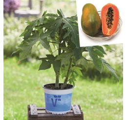 Carica papaya ´BIO´ / Papája BIO, K12