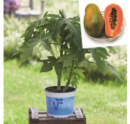 Carica papaya ´Sunnybees® F1´ / Papája, 80-100 cm, C1,5