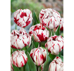 Tulipa ´Carnaval de Nice´ / Tulipán, bal 5 ks, 11/12