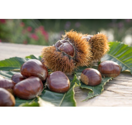 Castanea sativa ´Bouche de Betizac / Gaštan jedlý, 60-80 cm, C7