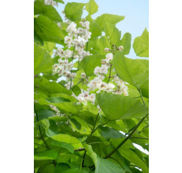 Catalpa bignonioides  / Katalpa trubačovitá , 20 cm, K9