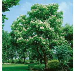 Catalpa bignonioides / Katalpa trubačovitá, bal. 30 sem.