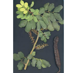 Ceratonia siliqua / Rohovník / Svätojánsky chlieb, bal. 5 sem.