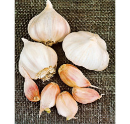 Allium sativum ´LUKAN´ / Sadbový cesnak, bal. 3 hlavičiek