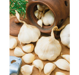 Allium sativum ´Makoi´ / Sadbový cesnak jarný, nepaličiak, bal. 3 hl.