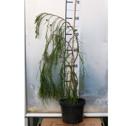 Chamaecyparis laws. ´Imbricata Pendula´/ Cypruštek previsnutý, 80-100 cm, C5