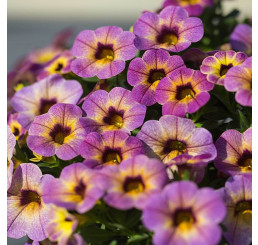 Calibrachoa WFL® Chameleon® Blueberry Scone / Mnohokvetá petúnia, K7