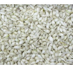 Cibuľa sadzačka biela ´SNOWBALL´, bal. 0,25 kg, 8/16 mm