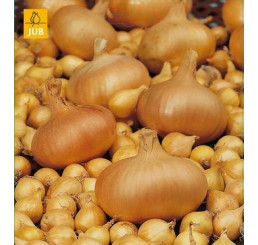 Cibuľa sadzačka ´Štuttgartská´, bal. 0,25 kg, 8/16 mm