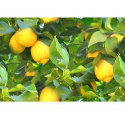 Citrus limon / Citrónovník, zakorenený odrezok z rodiacej rastliny, 20 cm, K9
