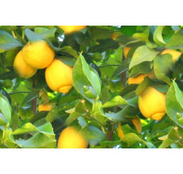 Citrus limon / Citrónovník, zakorenený odrezok z rodiacej rastliny, 20 cm, K9