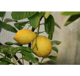 Citrus limon ´Villa Franca´ / Citrónovník, 25-40 cm, C2