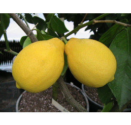 Citrus limon ´Adamo´ / Citrónovník, 25-40 cm, C2