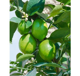 Citrus aurantifolia ´Mexican Lime´ / Mex. limetka, 30-40 cm, C2