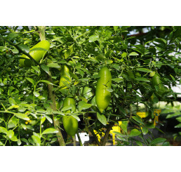 Citrus sp. ´Faustrime´ / Citrus austrálsky, 30 cm, C2