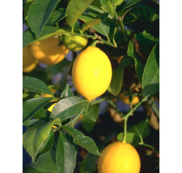 Citrus aurantifolia ´La Vallette´ / Limetka, 25-40 cm, C2