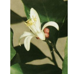 Citrus limon / Citrónovník, zakorenený odrezok z plodiacej rastliny, 20 cm, K9