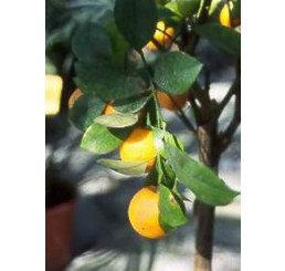 Citrus sinensis ´Navelate´ / Pomarančovník štepený, 30 cm, C2