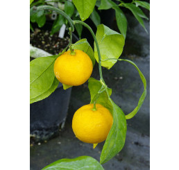 Citrus unshiu ´Skorospělyj / Mandarínka, 25-40 cm, C2