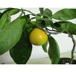 Citrus reticulata ´Honey´ / Mandarínkovník štepený, 30 cm, C2