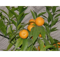Citrus reticulata ´Marisol´ / Mandarínkovník štepený, 30 cm, C2
