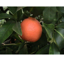 Citrus reticulata ´Nova´ / Mandarínkovník štepený, 30 cm, C2