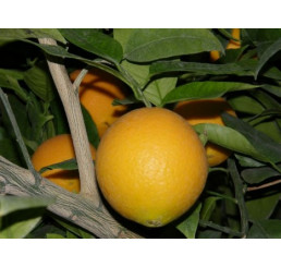 Citrus sinensis ´Washington´ / Pomarančovník štepený, 30 cm, K12
