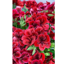 Pelargonium grandiflorum Clarion®Bright Red´ / Muškát veľkokvetý, bal. 6 ks, 6x K7