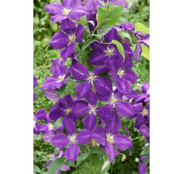 Clematis ´Jackmanii´ / Plamienok tmavomodrý, 20-30 cm, C1,5