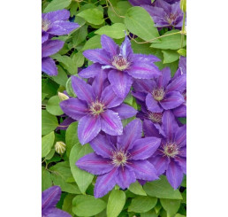 Clematis ´Kacper´ / Plamienok, 40 cm vyv., C2