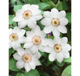 Clematis ´Miss Bateman´ / Plamienok biely, C2