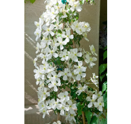 Clematis montana ´Grandiflora´ / Plamienok, K9