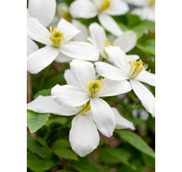 Clematis montana ´Grandiflora´ / Plamienok, 80 cm vyv., C2