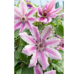 Clematis ´Nelly Moser´ / Plamienok ružový, mladá r., K9